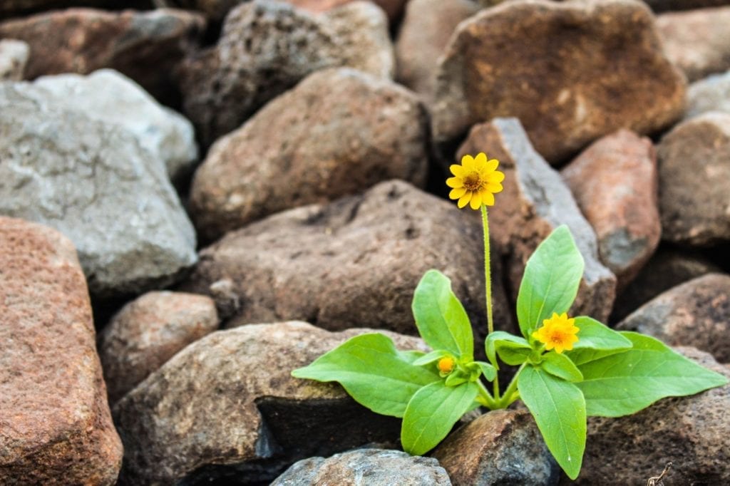 Yellow dandelion flower growing in rocks